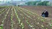 Manisa Sarıgöl'de Tütün Hasadı Gece Mesaisiyle Başladı