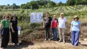 Yalova'da Yaban Mersini Üretimine Yönelik İyi Tarım Denetimleri Sürüyor