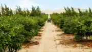 Şili'de Avokado Üretimi ve Su Krizi Tartışmaları: Petorca Havzası Kuruma Noktasına Geldi