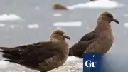 Yeni Zelanda'da İlk Kuş Gribi Vakası Tespit Edildi