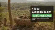 Kırklareli'nde Yavru Küçük Akbabalara İlk Kez GPS Vericisi ve Halkalama Uygulaması Yapıldı