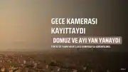 Tunceli'de Gece Kamerasına Yansıyan İlginç An: Yaban Domuzu ve Boz Ayı Karşı Karşıya