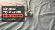 Bilim İnsanları Köpeklerde Erken Yaşlanmanın DNA'daki İzlerini Buldu
