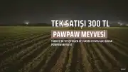 Türkiye'de Pawpaw Meyvesi: Tek Satışı 300 TL'ye Ulaşan 'Amerikan Muzu'nun Gizli Kazancı