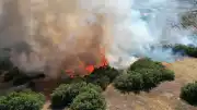 Manisa Kula'da çıkan maki yangını 15 dönümlük alanı tahrip etti
