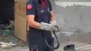 Osmaniye'de Ev Çevresinde Görülen Yılan İtfaiye Tarafından Yakalandı