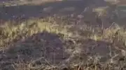 Siverek'te Arazi Yangını: 3 Yaralı ve 200 Dönümlük Zarar