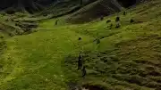 Tunceli'de Ayı Saldırısı: 3 Kişi Yaralandı
