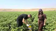 Cizre'de Pamuk Üretiminde Zararlılarla Mücadele İçin Feromon Tuzakları Kuruldu