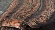 Dev Eklem Bacaklı Arthropleura Hakkındaki Gizemler Bilimsel Araştırmalarla Aydınlatıldı