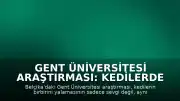 Gent Üniversitesi Araştırması: Kedilerde Yalama Davranışı Çatışma Çözme Yöntemi Olabilir