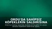 Ordu'da Sahipsiz Köpeklerin Saldırısına Uğrayan Çocuk Güvenlik Kamerasına Yansıdı
