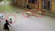 Ordu'da Sokak Köpekleri 10 Yaşındaki Çocuğa Saldırdı: O Anlar Kamerada