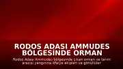 Rodos Adası Ammudes bölgesinde orman yangını meydana geldi