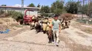 Hatay'da 4 Yıllık Çobanlık Hikayesi: Kimsesiz Suriyeli Genç, Sahip Çıkan Aile İçin Çalışıyor