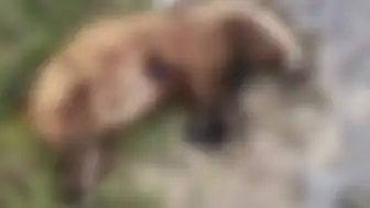 Aydın'da Nesli Tükenme Tehlikesi Altındaki Avrupa Porsuğu Öldürüldü