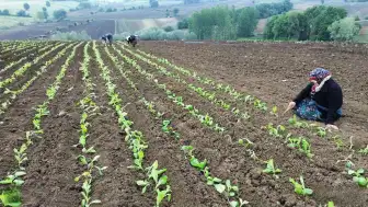 Manisa Sarıgöl'de Tütün Hasadı Gece Mesaisiyle Başladı