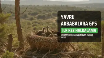 Kırklareli'nde Yavru Küçük Akbabalara İlk Kez GPS Vericisi ve Halkalama Uygulaması Yapıldı