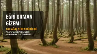 Polonya'daki Eğri Ormanın Gizemi: 400 Çam Ağacı Neden Aynı Yöne Büküldü?
