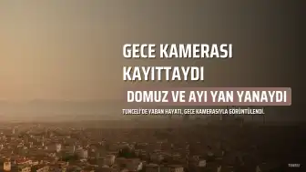 Tunceli'de Gece Kamerasına Yansıyan İlginç An: Yaban Domuzu ve Boz Ayı Karşı Karşıya