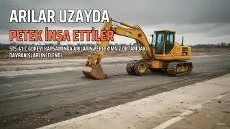 Uzay Görevi: Arılar Yerçekimsiz Ortamda Petek İnşa Etti