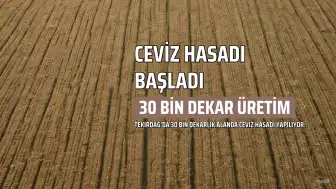 Tekirdağ'da Ceviz Hasadı Başladı: 30 Bin Dekarlık Alanda Üretim Devam Ediyor