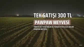 Türkiye'de Pawpaw Meyvesi: Tek Satışı 300 TL'ye Ulaşan 'Amerikan Muzu'nun Gizli Kazancı