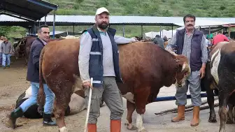 Amasya Canlı Hayvan Pazarında 1 Tonluk "Şampiyon ve Paşa" Göz Dolduruyor