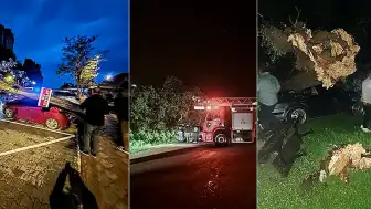 Bartın'da Fırtına Nedeniyle Ağaçlar Devrildi, Araçlarda Hasar Oluştu