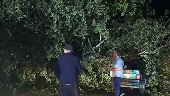 Bartın'da Fırtına Nedeniyle Ağaçlar Otomobillerin Üzerine Devrildi