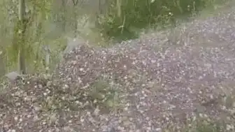 Erzurum'un Tortum İlçesinde Ceviz Büyüklüğünde Dolu Yağışı Tarım Alanlarına Zarar Verdi