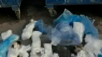 İzmir'de 33 Kedi Ölümüyle İlgili Veteriner Hekim Tutuklandı