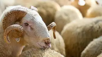 Kurban Bayramı Deri Sektörüne Ekonomik Katkı Sağlayacak
