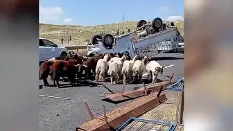 Kurbanlık Koyun Yüklü Kamyonet Devrildi: 1 Kişi Hayatını Kaybetti