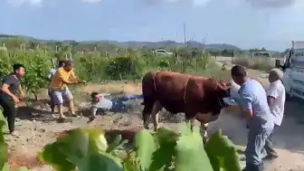 Mudanya'da Kurbanlık Boğa Sahibine Tekme Attı