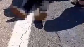 Şanlıurfa'da Kurbanlık Yüklü Kamyonet Devrildi: Sürücü Hayatını Kaybetti, 1 Yaralı