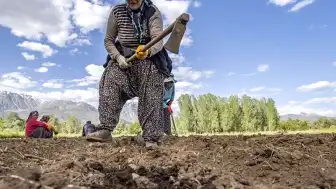 TÜİK'ten Bitkisel Üretim Tahminleri: Meyvede Bolluk, Patates ve Soğanda Azalış Bekleniyor
