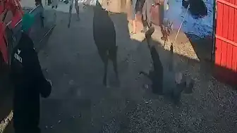 Afyonkarahisar'da Kurbanlık Boğa Saldırısı: 5 Yaralı