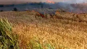 Edirne'nin Uzunköprü İlçesinde Buğday Tarlasında Yangın: 6 Dönüm Alan Zarar Gördü