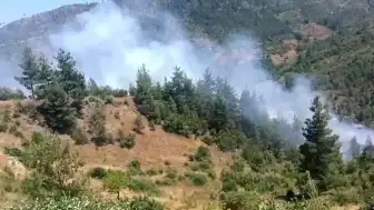 Adana Feke'de Orman Yangını: Ekiplerin Müdahalesi Devam Ediyor