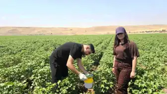Cizre'de Pamuk Üretiminde Zararlılarla Mücadele İçin Feromon Tuzakları Kuruldu