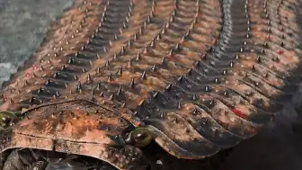 Dev Eklem Bacaklı Arthropleura Hakkındaki Gizemler Bilimsel Araştırmalarla Aydınlatıldı