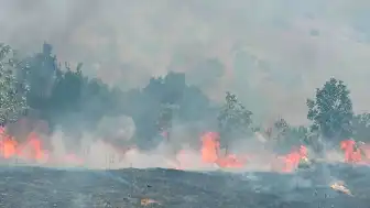 Diyarbakır Hani'de Ormanlık Alandaki Yangın Kontrol Altına Alındı