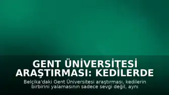 Gent Üniversitesi Araştırması: Kedilerde Yalama Davranışı Çatışma Çözme Yöntemi Olabilir