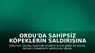 Ordu'da Sahipsiz Köpeklerin Saldırısına Uğrayan Çocuk Güvenlik Kamerasına Yansıdı