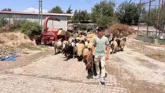 Hatay'da 4 Yıllık Çobanlık Hikayesi: Kimsesiz Suriyeli Genç, Sahip Çıkan Aile İçin Çalışıyor