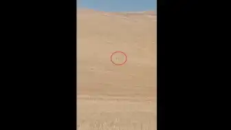 Polatlı'da Koyun Sürüsüne Kurt Saldırısı: 1 Ölü, 3 Yaralı