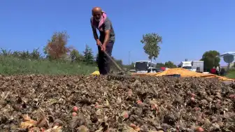 Sahil Yolu Kenarında Fındık Kurutma Mesaisi: Üreticiler Zorlu Koşullarda Çalışıyor