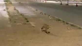 Sivas'ta Kokoreç Tezgâhının Müdavimi Tilki: Her Akşam Müşteri Oluyor
