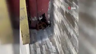 Arnavutköy'de Tabelada Mahsur Kalan Yavru Kedi Kurtarıldı